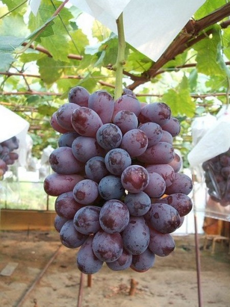 сорт винограда Хайберри