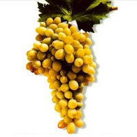 виноград Гибрид бессемянный VI-4