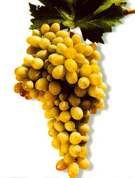гроздь винограда Гибрид Бессемянный VI-4