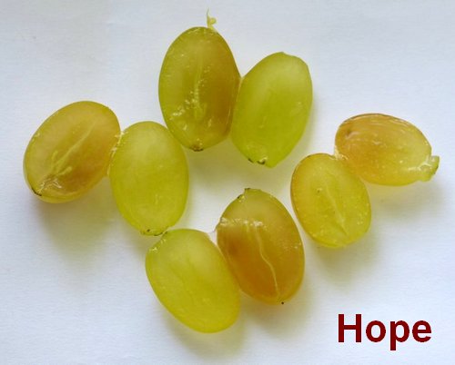 ягоды сорта винограда Hope (Надежда) в разрезе