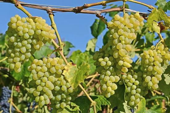 плодоношение сорта винограда кишмиш Хоуп