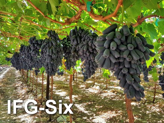 плодоношение кустов сорта винограда кишмиш Аватар на виноградниках в США