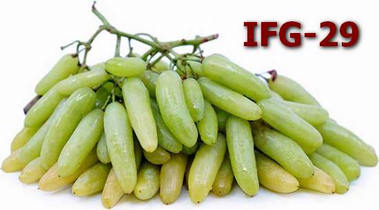 отдельная гроздь винограда IFG-29