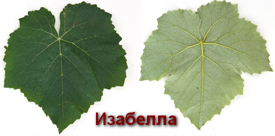 типичный лист сорта винограда Изабелла