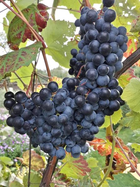 Юодупе - сорт винограда. Описание, фото, характеристики