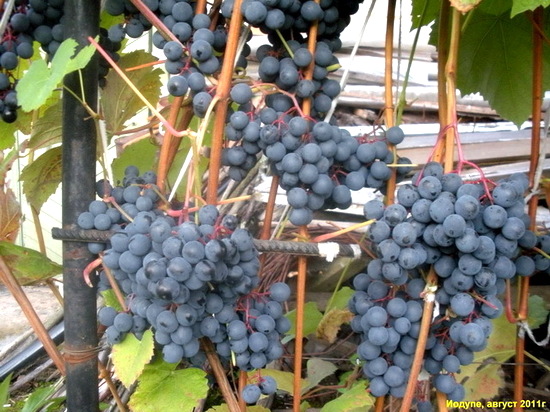 плодоношение куста сорта винограда Юодупе