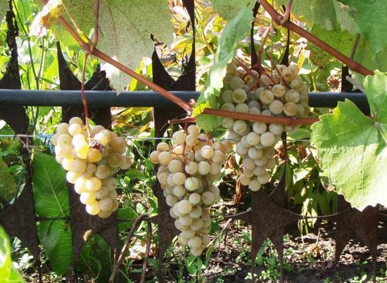 плодоношение сорта винограда К-799