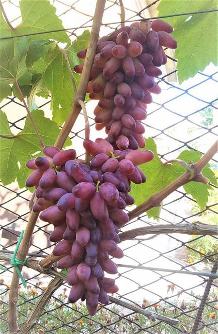 грозди винограда Карнавал Павлоского Евгения