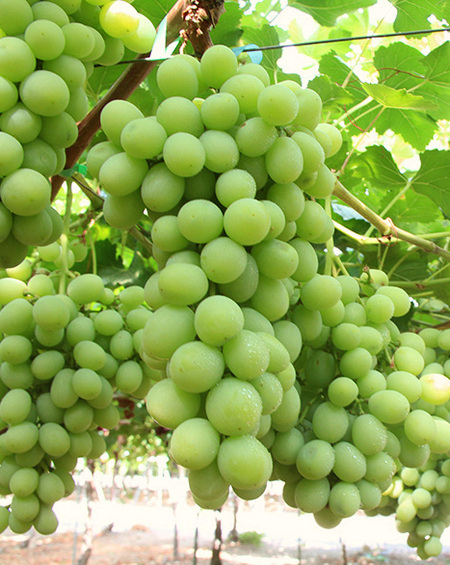грозди сорта винограда Kelly (Sheegene-18)