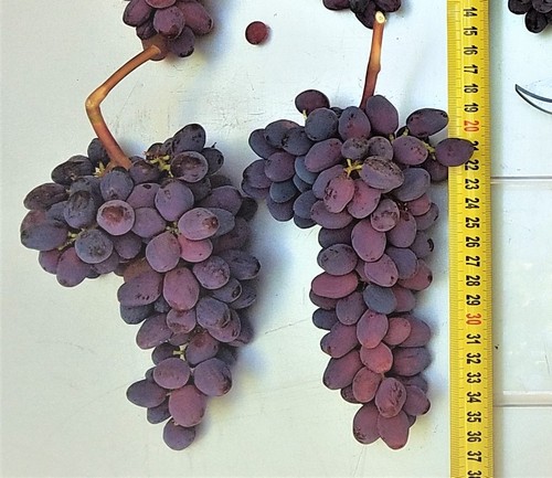 грозди сорта винограда Клубничный