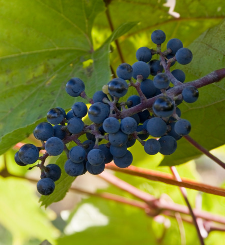 гроздь винограда Kober 5BB