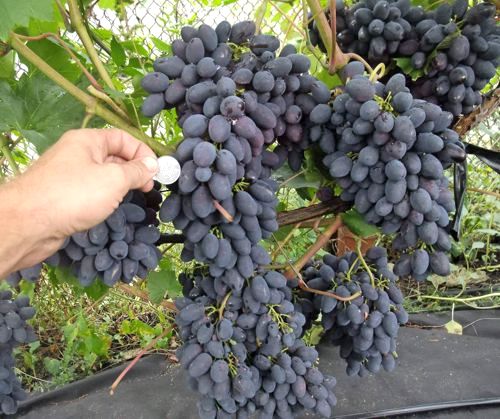 сорт винограда Кодрянка, плодоношение куста