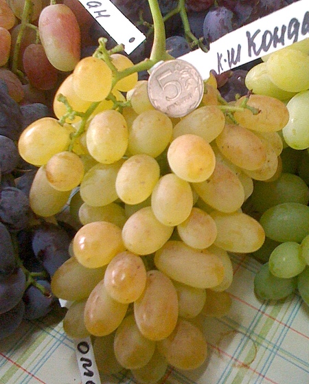 гроздь винограда Кондарев 6