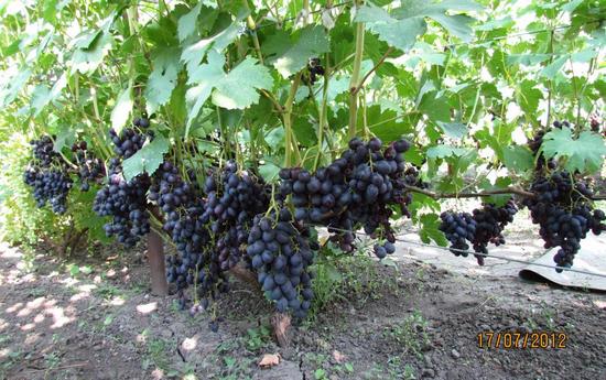 куст сорта винограда Краса Никополя