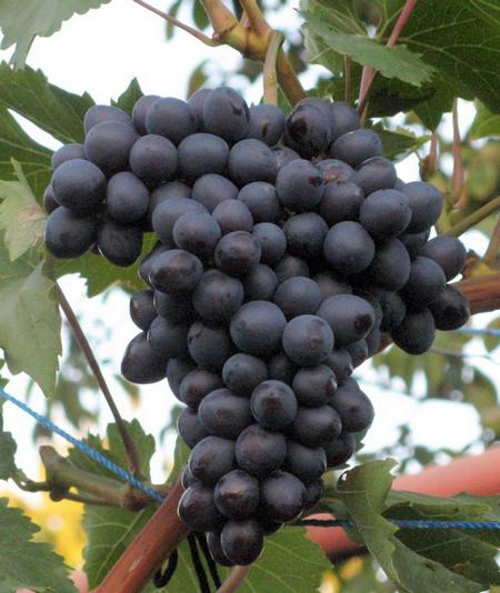 Краса Никополя - сорт винограда. Описание, фото, характеристики