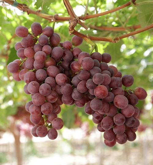 Krissy grapes