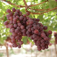 виноград Крисси