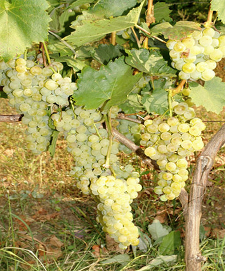 плодоношение куста сорта винограда Кристалл (Кристален), Болгария
