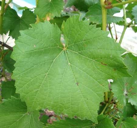 типичный лист сорта винограда Кристалл