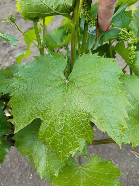 типичный лист сорта винограда La Crescent