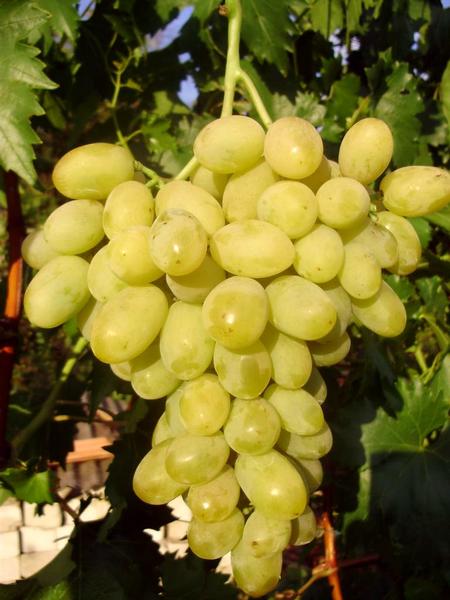 гроздь винограда сорта Ланселот