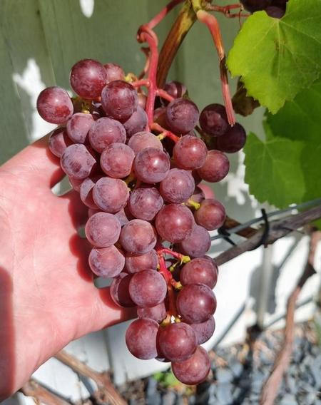 плодоношение сорта винограда Лепсна