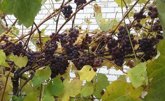 плодоношение куста сорта винограда Лидия