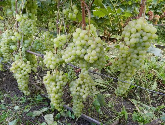 плодоношения куста винограда сорта Лиепаяс Дзинтарс