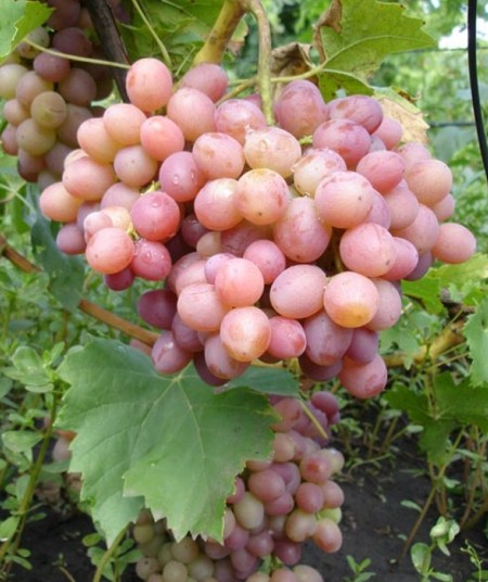 Гроздь сорта винограда Ливия, селекции Загорулько В.В.