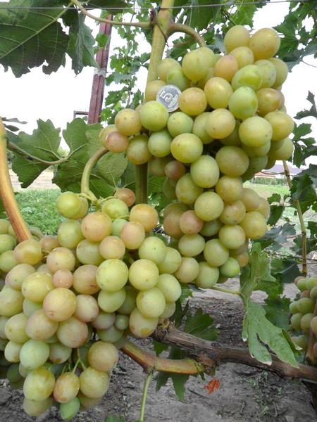 грозди винограда Ливия Загорулько