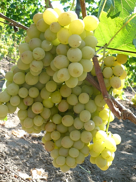 сорт винограда Лия, Загорулько
