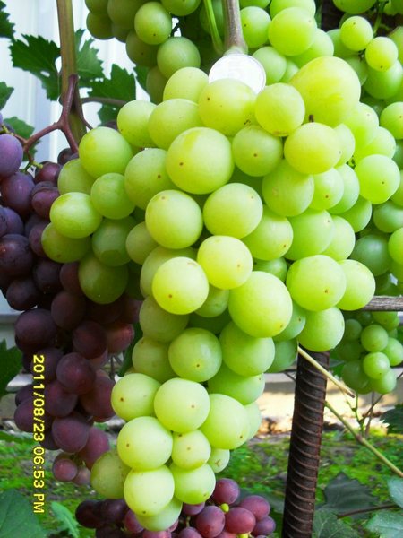 сорт винограда Лиза, гроздь