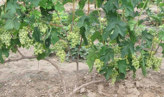 плодоносящий куст сорта винограда Лиза