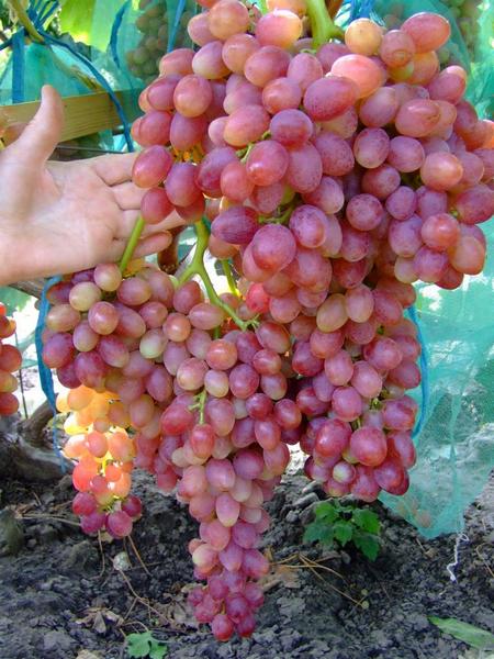 грозди винограда сорта Кишмиш лучистый