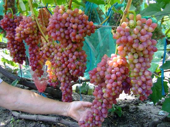 плодоношение куста винограда сорта Кишмиш лучистый