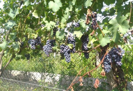 плодоношение куста сорта винограда Магия