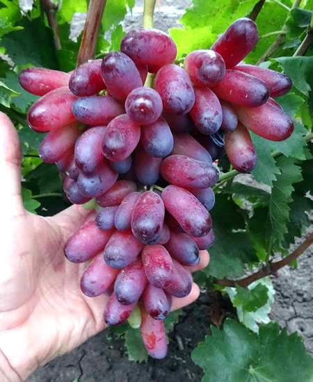 Гроздь винограда Маникюр фингер
