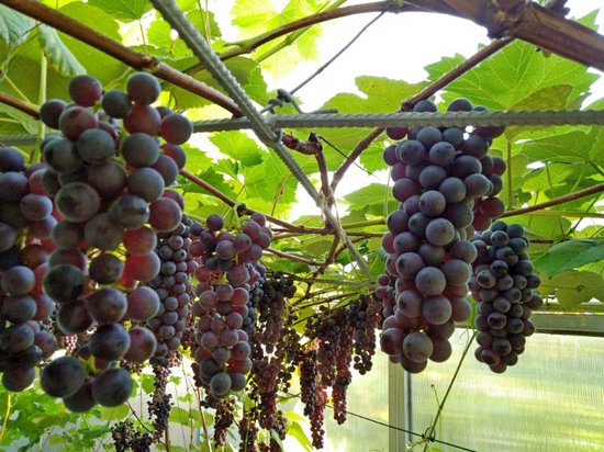 Mars seedless, плодоношение куста винограда