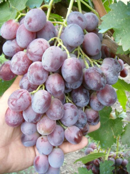 гроздь винограда сорта Маршальский