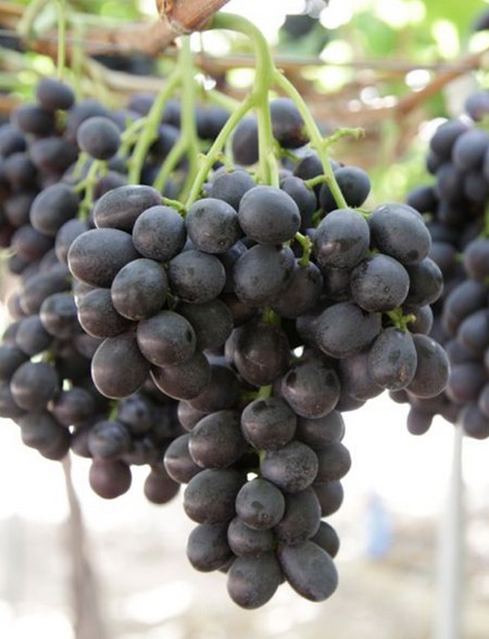 гроздь сорта винограда Melody (Blagratwo)