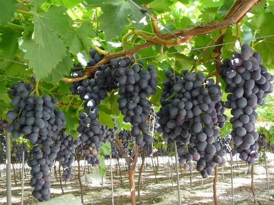 созревание урожая кишмиша Парижские тайны на винограднике