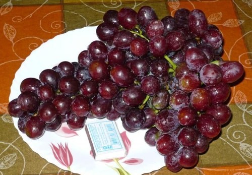 виноград Кишмиш Молдавский