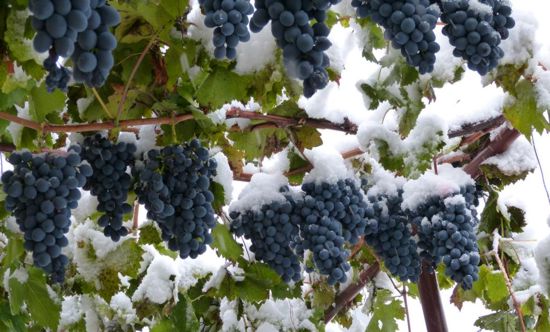 сорт винограда Молдова