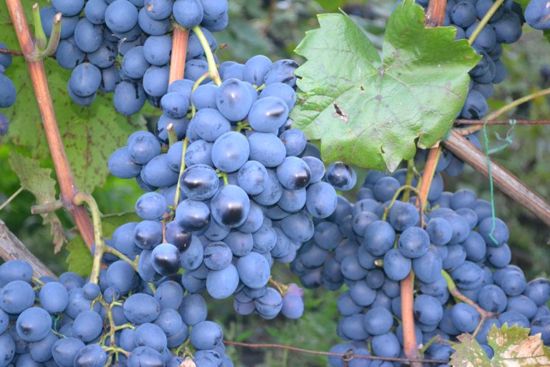 куст сорта винограда Молдова