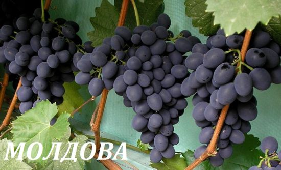 грозди сорта винограда Молдова