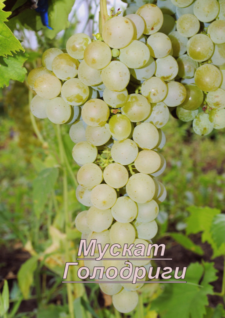 гроздь винограда Мускат Голодриги