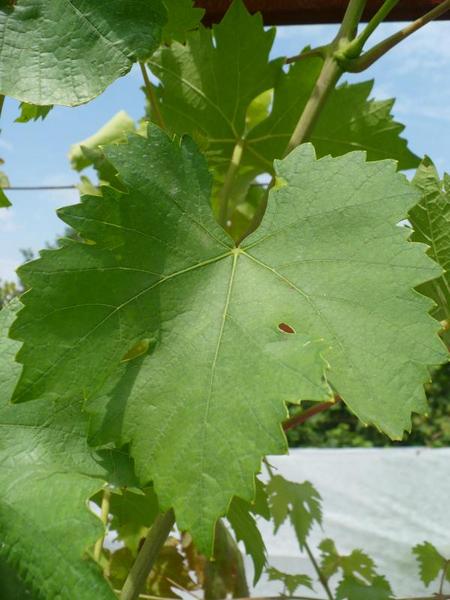 типичный лист сорта винограда Мирный