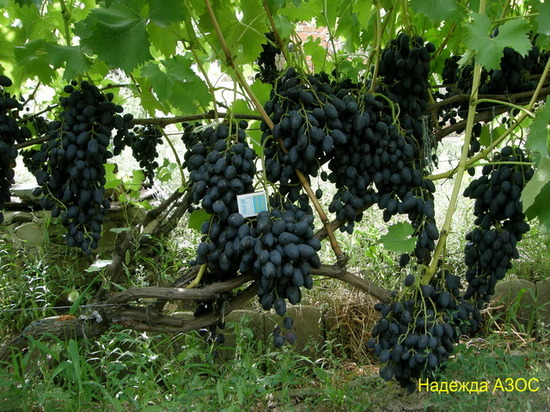 плодоношение куста винограда Надежда АЗОС