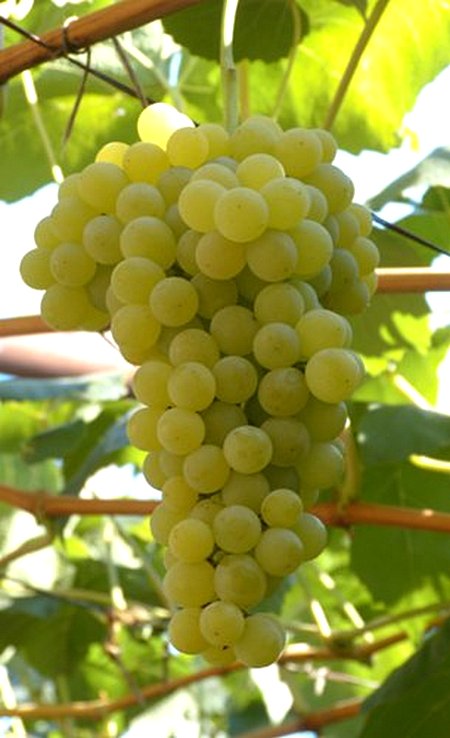 гроздь винограда Ниагара сидлис