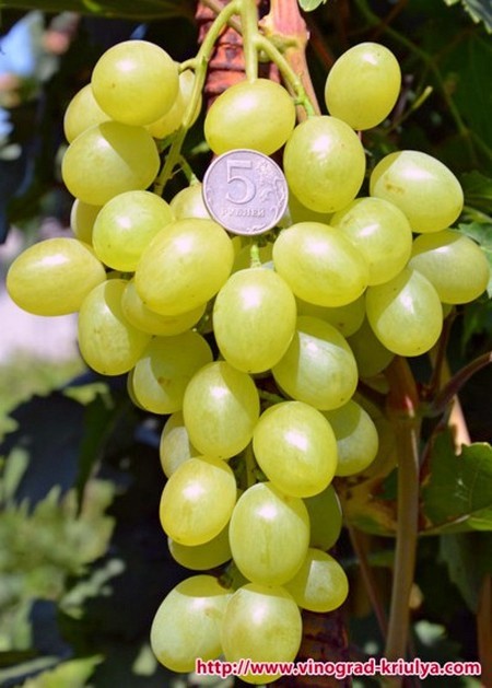 гроздь винограда Очарование